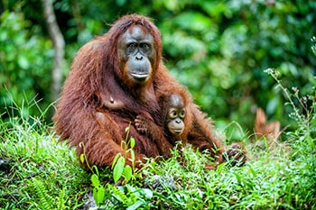 Orangutans